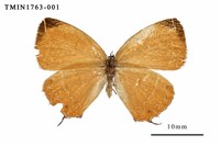 藏品(珂灰蝶)的圖片